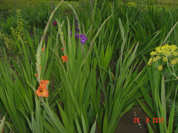 poze 1151 - 2012-GLADIOLE