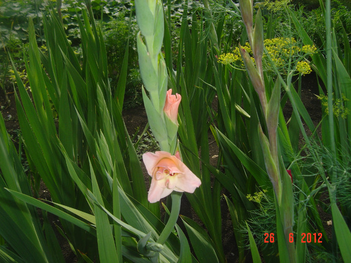 poze 1085 - 2012-GLADIOLE