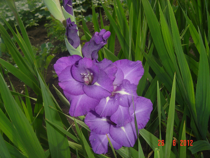 poze 1086 - 2012-GLADIOLE