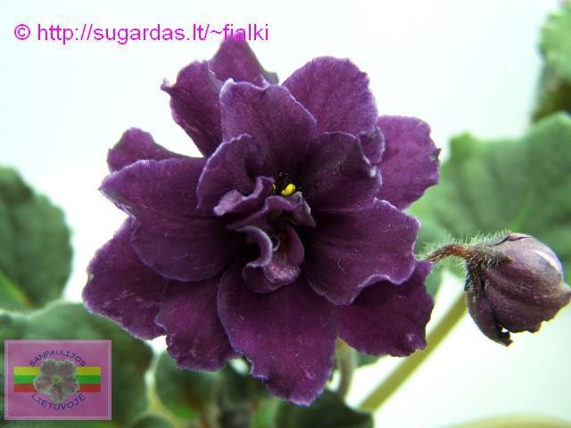 Grape Punch - VIOLETE AFRICANE DORITE