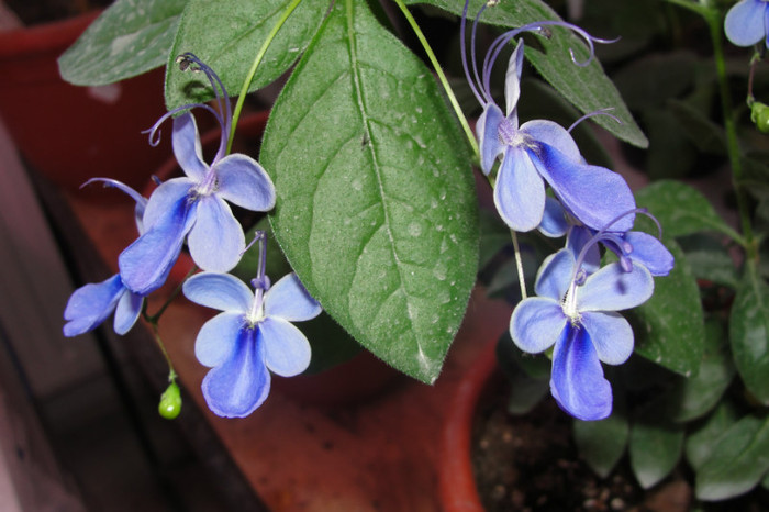  - B-clerodendroni