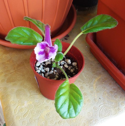 Miriam G (1); Miriam G.
