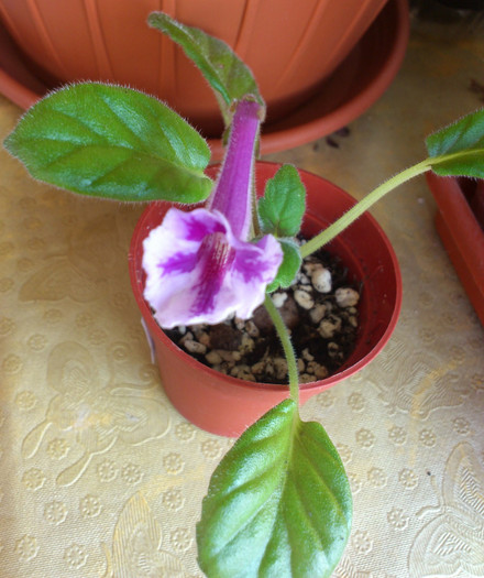 Miriam G2; Miriam G.
