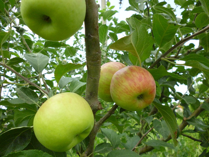 S-au copt merele de vara - Pomicultura 2012