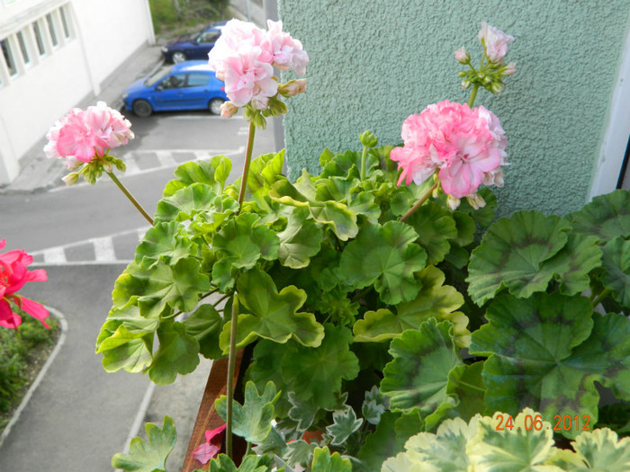 DSCN0733 - Muscate 2012
