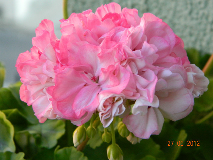 DSCN0753