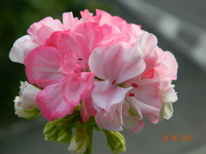 DSCN0728