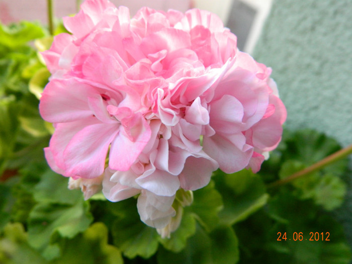 DSCN0737
