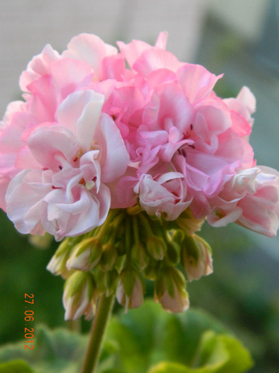 DSCN0754