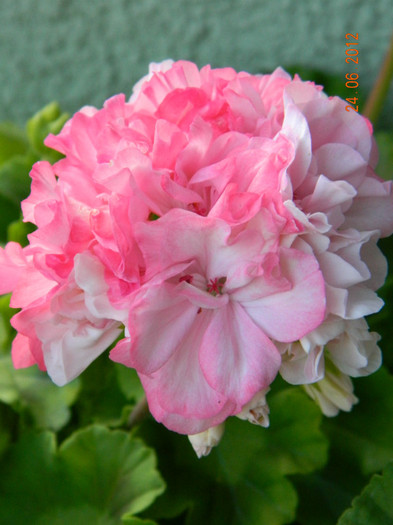 DSCN0729