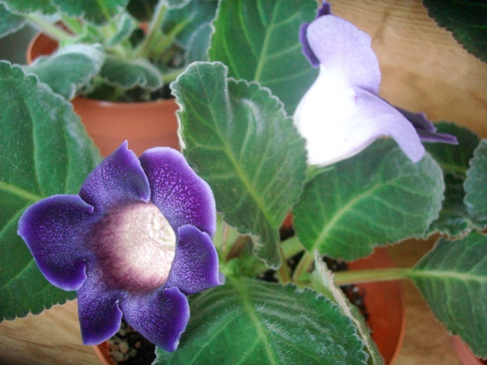 SANY0487 - Gloxinia -2012