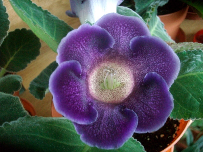 SANY0541 - Gloxinia -2012