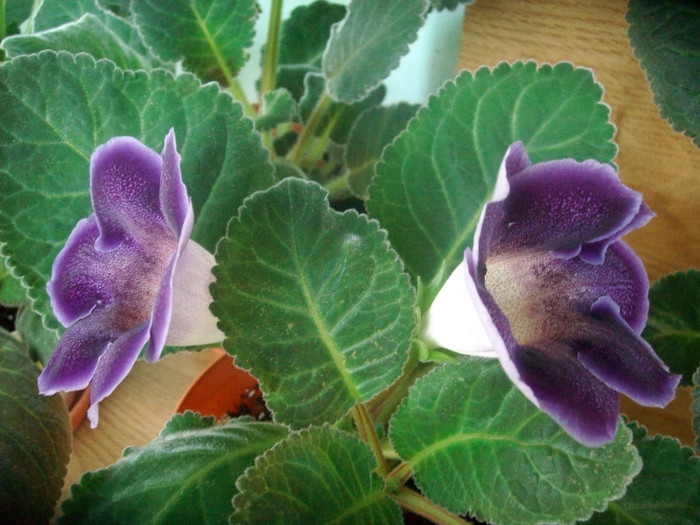 SANY0596 - Gloxinia -2012