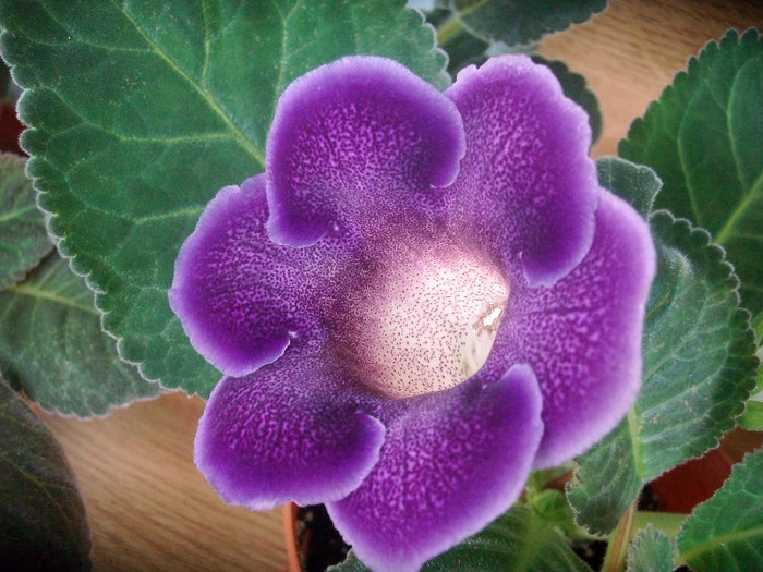 SANY0597 - Gloxinia -2012