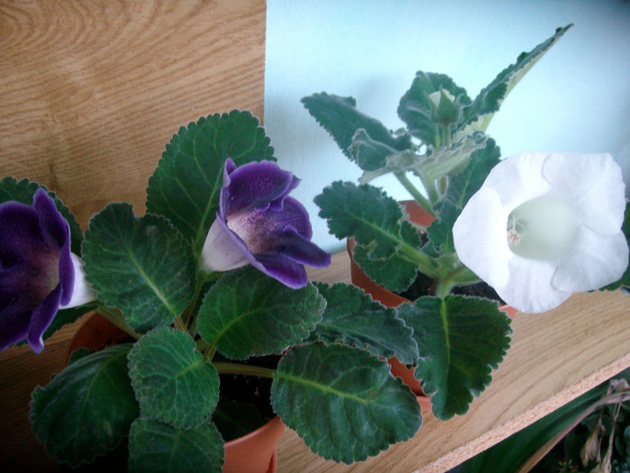 SANY0598 - Gloxinia -2012