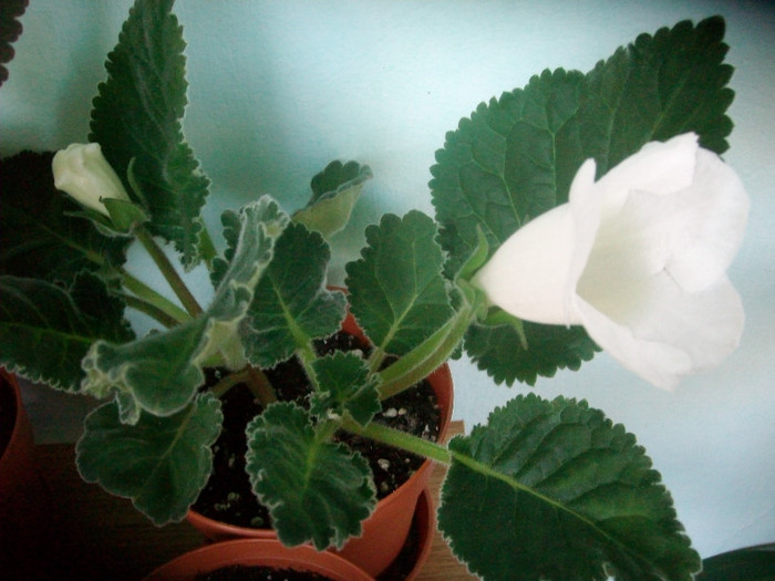 SANY0609 - Gloxinia -2012