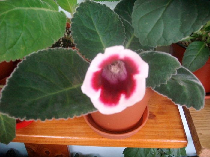 SANY0662 - Gloxinia -2012