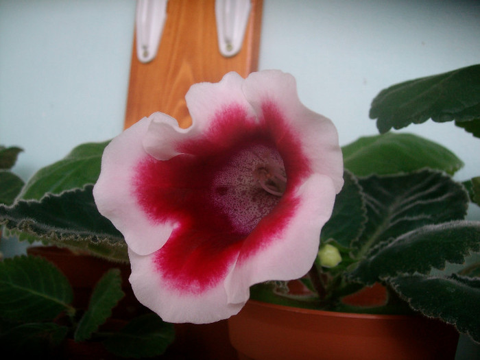 SANY0735 - Gloxinia -2012