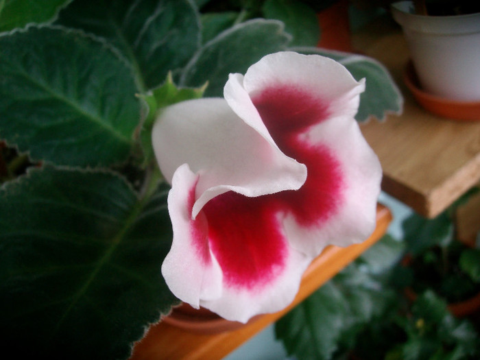 SANY0736 - Gloxinia -2012