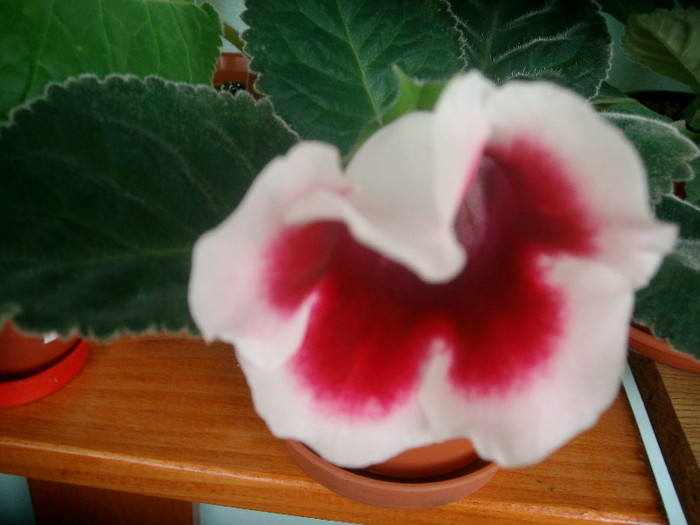 SANY0737 - Gloxinia -2012