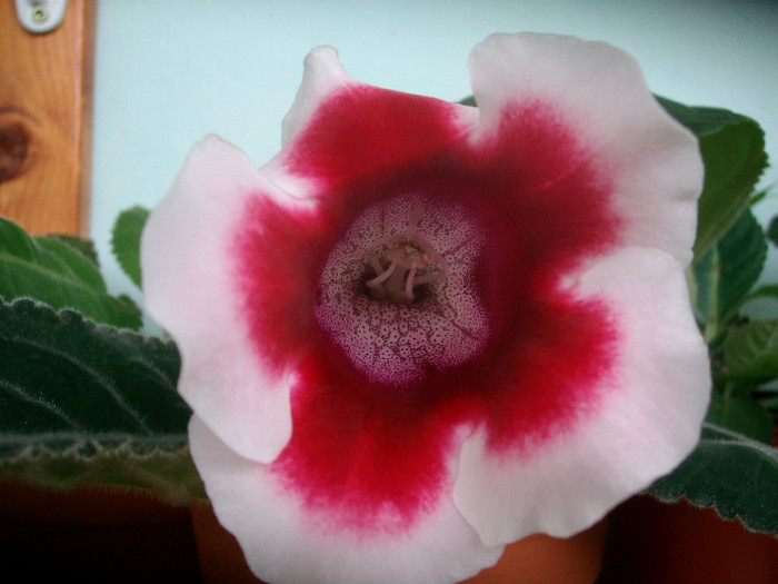 SANY0740 - Gloxinia -2012