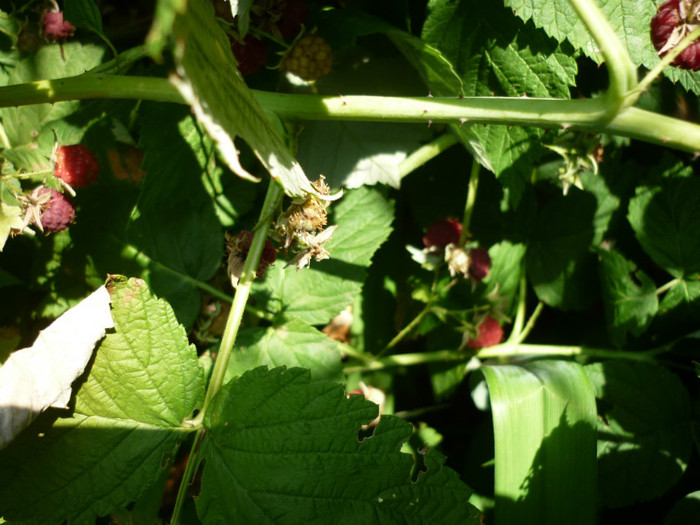 P1020399 - 3-Pomi fructiferi