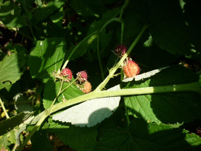 P1020398 - 3-Pomi fructiferi