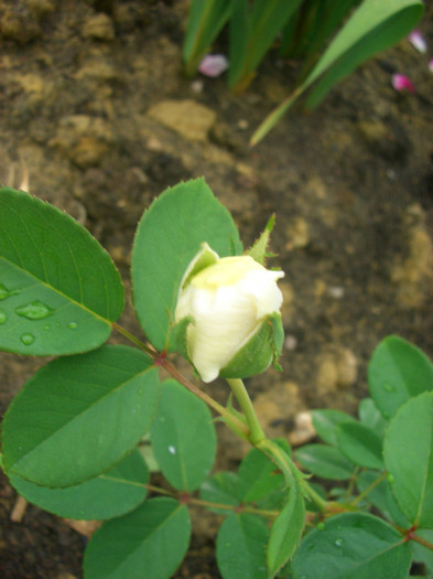 sombreuil