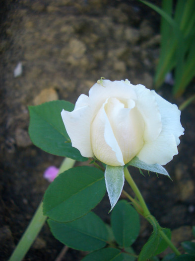 CIMG6109
