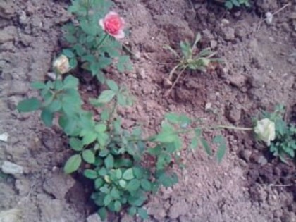 Picture 151 - trandafirii 2012