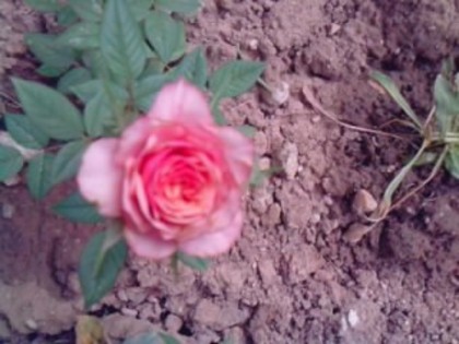 Picture 152 - trandafirii 2012