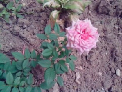 Picture 153 - trandafirii 2012