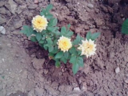 Picture 154 - trandafirii 2012