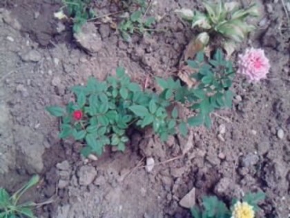 Picture 155 - trandafirii 2012