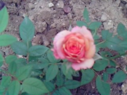 Picture 160 - trandafirii 2012