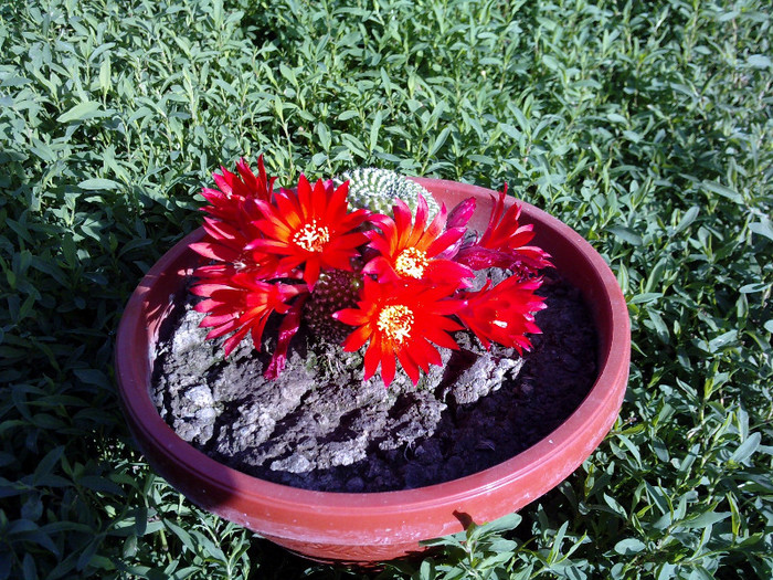 Rebutia krainsiana