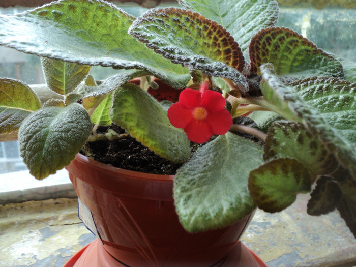 DSC03765 - 2012_Episcia