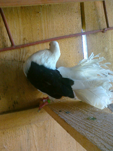 femela - Porumbeii mei