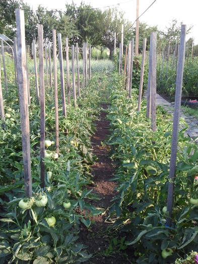 2012-06-29 19.32.14 - gradina de legume_evolutie plante