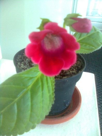 slipper rosu 30.6.2012 - gloxinia 2012