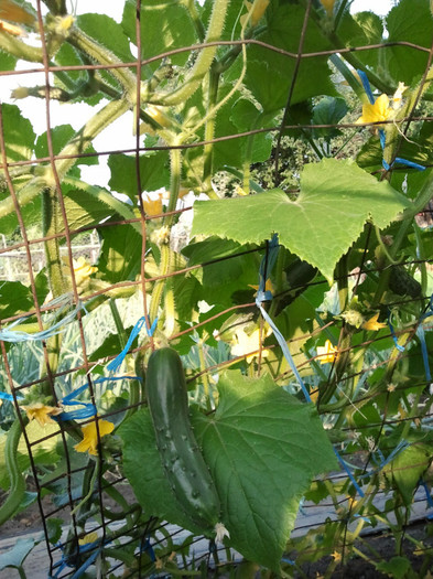 2012-06-29 19.36.20 - gradina de legume_evolutie plante