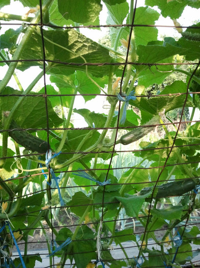 2012-06-29 19.36.31 - gradina de legume_evolutie plante