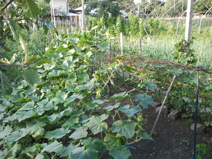 2012-06-29 19.37.48 - gradina de legume_evolutie plante