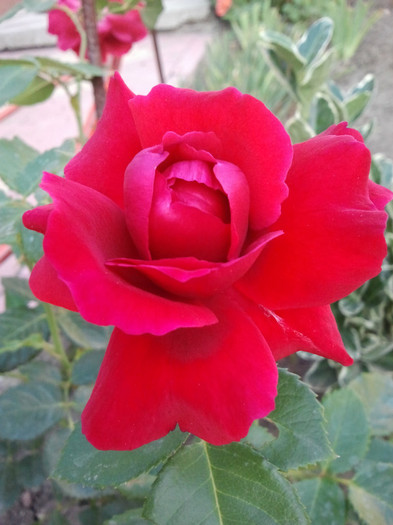 paulus scarlet catarator(pharma rose) - Trandafiri 2012