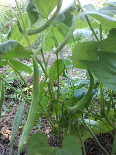 2012-06-29 19.43.20 - gradina de legume_evolutie plante