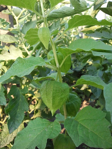 2012-06-29 19.44.58 - gradina de legume_evolutie plante