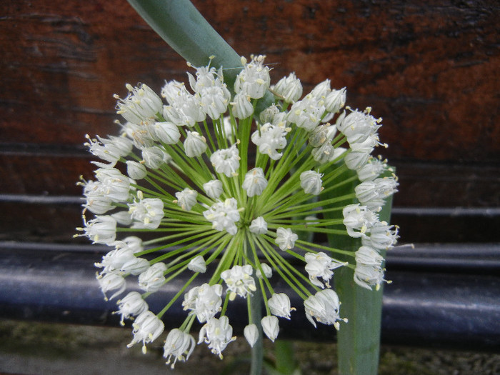 Allium cepa. Onion (2012, June 27)