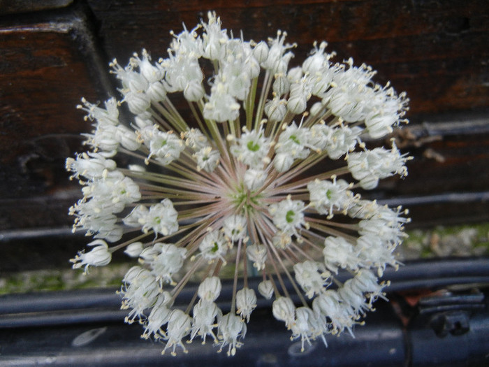 Allium cepa. Onion (2012, June 27)
