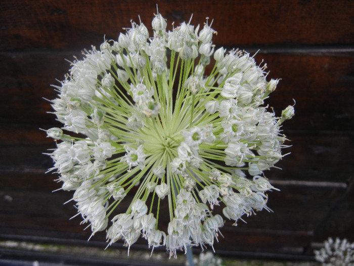Allium cepa. Onion (2012, June 27) - Allium cepa_Onion
