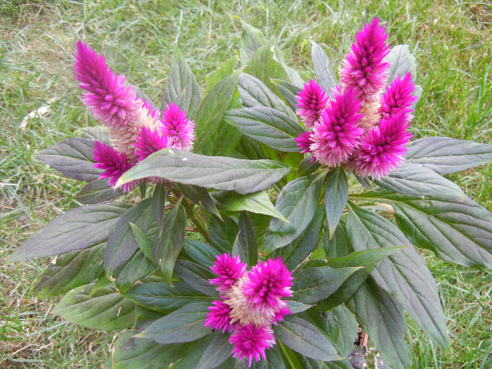 Celosia Caracas (2012, June 30) - CELOSIA Caracas